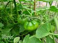 2002-0721tomatoes
